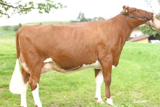 Eviana