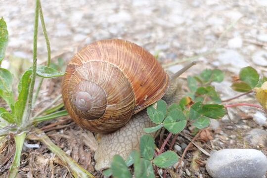 Schnecke.jpeg