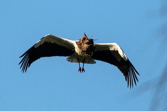 _ROB4565 Storch PZM_n