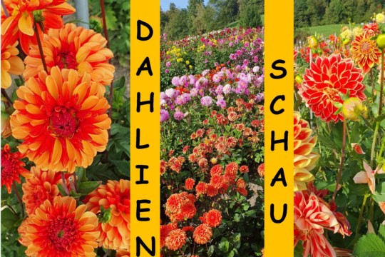 18  Dahlienschau_Seite_1.jpg