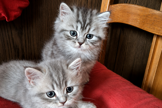 Katze_Kater.png