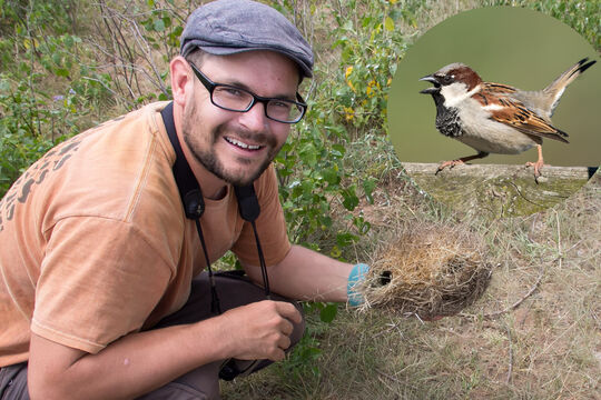 Bild Welche V&ouml;gel br&uuml;ten noch in Worb?