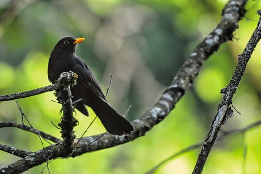 DSC_3818 Amsel