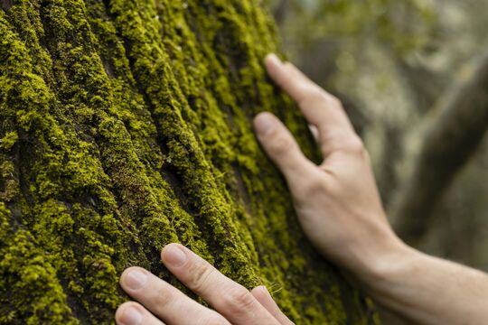 close-up-hands-touching-tree-moss.jpg