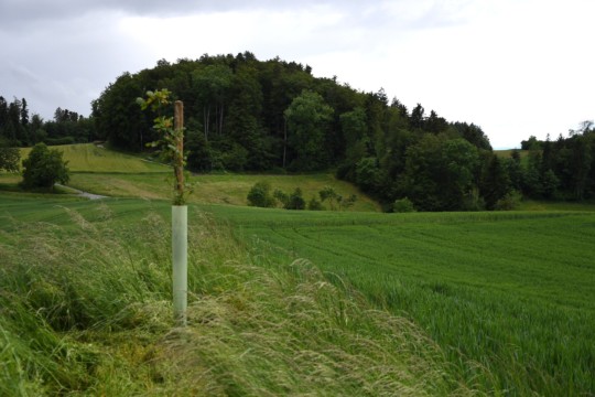 Eiche dentenberg