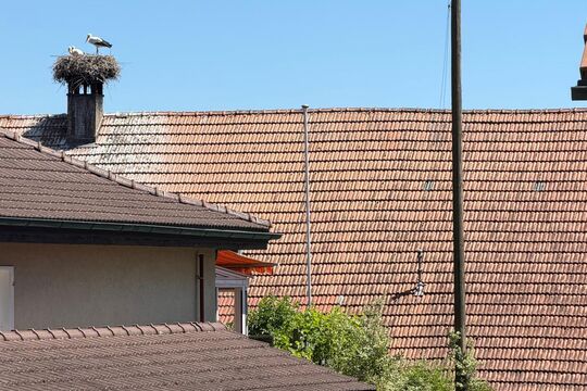 IMG-20260529-WA0008