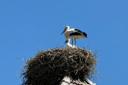 IMG-20260529-WA0012