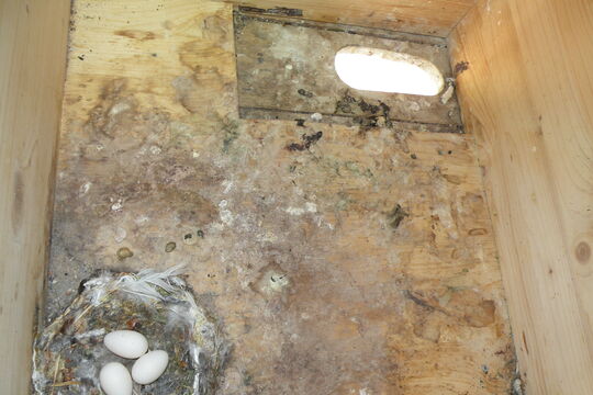 Brutkasten ei gelegt