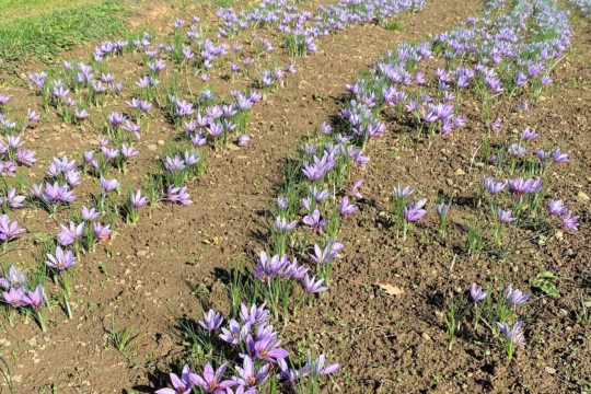 Feld Safran