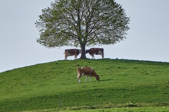 J&uuml;rg-Scheidegger