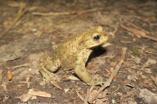 Beatrice-L&uuml;scher