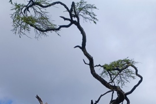 Saving-Forest-Kenia.jpg
