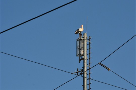 Storch Worb Antenne