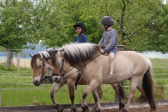 zwei wunderbare Schulpferde.jpg