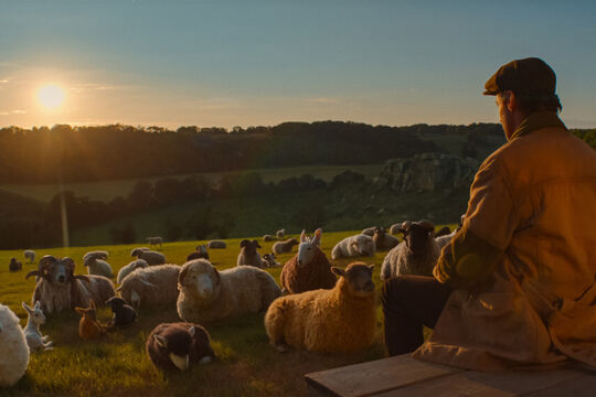 sheep det_15.jpg