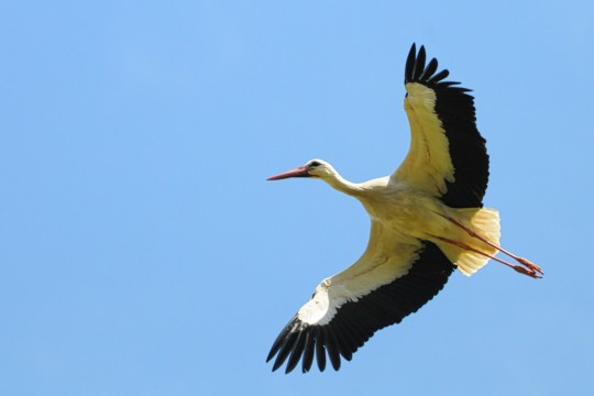 DSC_2713 Storch-min