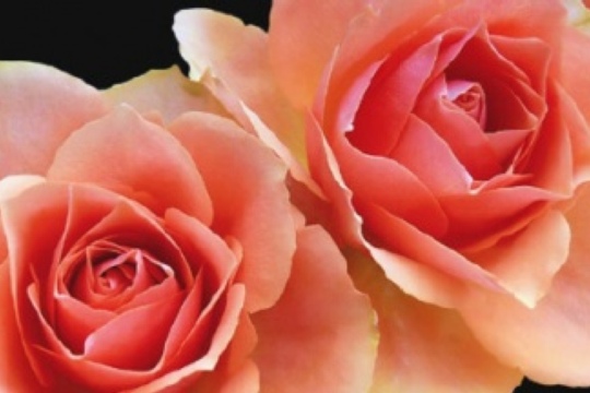 20e0f9a96d42c231fbd75ebacd85be8c.jpg