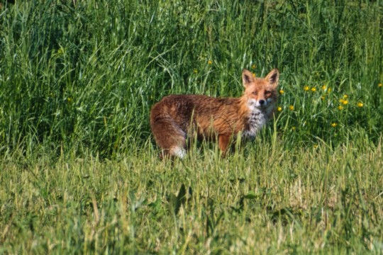 foto Fuchs