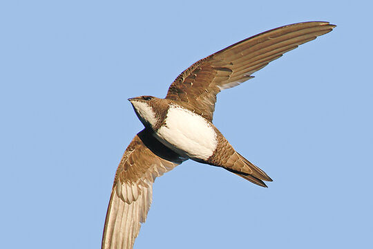 Positives Alpensegler Ruedi Aeschlimann