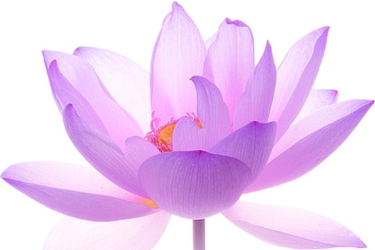 lotusblume_psm9.jpg