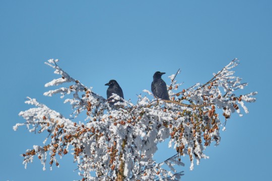Raben_Baum