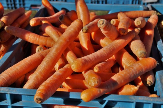 carrots-4077582_1920