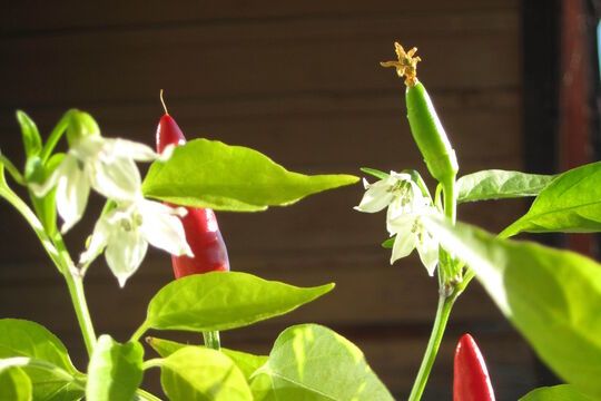 Jegenstorf 2017 (4).jpg