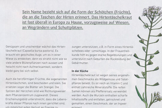 2025-03KRAUT HIRTENTÄSCHEL.jpg