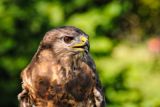 DSC_6325 Bussard
