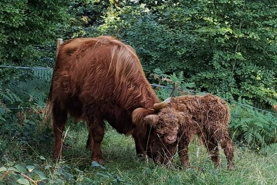 WhatsApp Bild 2025-08-16 um 12.59.08_c37d9d76