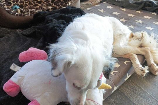 Schirmwelt Hund mit Stofftier