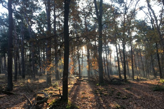 Wald