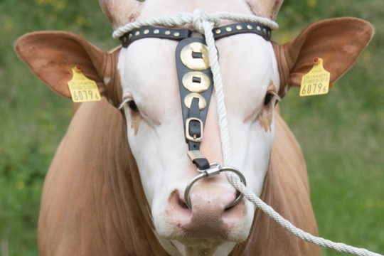 bild_siegermuni_bksf2019