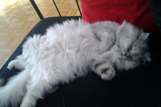 Minusch_2012-10-21 11.13.18.jpg