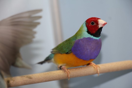 Gouldamadine von Reto Jordi