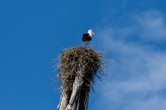 PZM_Storch