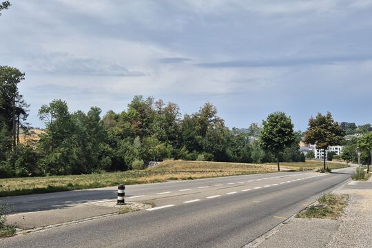 Bild Alte B&auml;ume werden gef&auml;llt