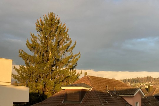 Morgensonne