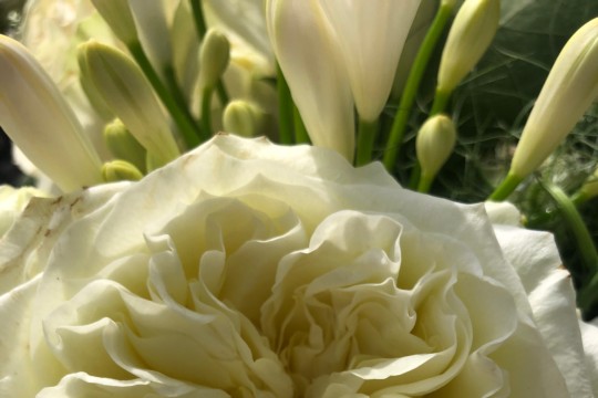 IMG_7900.jpeg