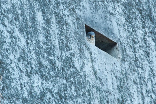 Turmfalke