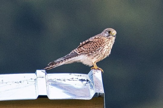turmfalke sitzt K