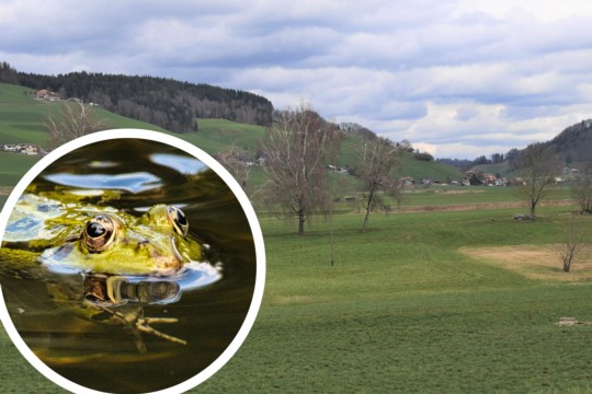 Teich Enggistein 2-High-Quality
