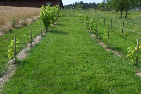 Unsere_Maulbeerbaeume