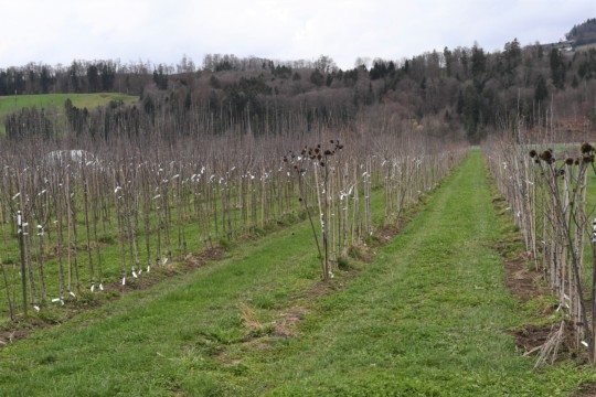 Biohof Glauser Baumschule