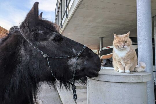 WhatsApp Bild 2025-05-05 um 08.11.39_5d39e338