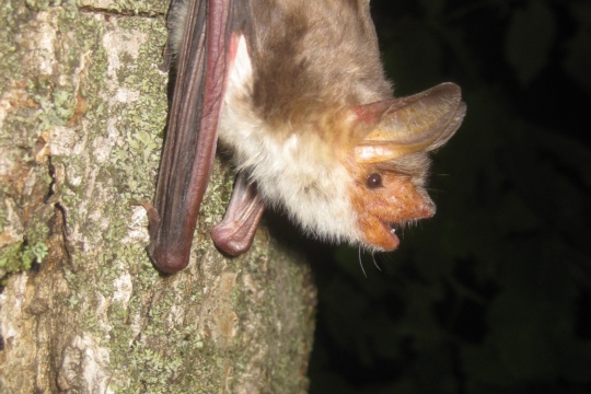 Myotis myotis_Grosses mausohr_D Schmieder