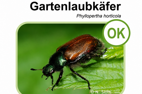 Gartenlaufkäfer