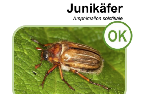 Junikäfer