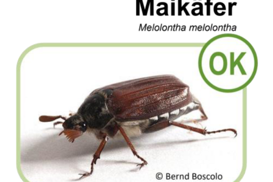 Maikäfer