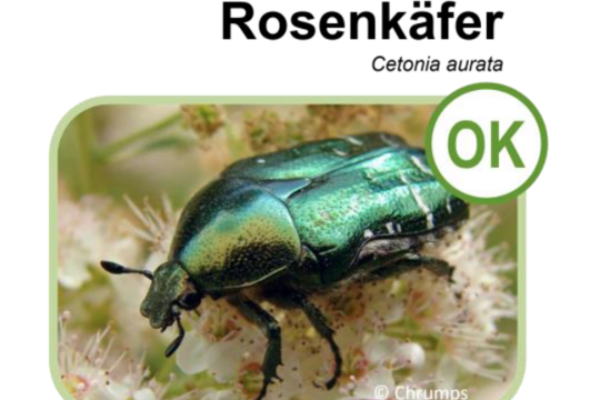 Rosenkäfer